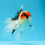 AAA Grade Tricolor Oranda Male 4.5 inches #0913OR_09