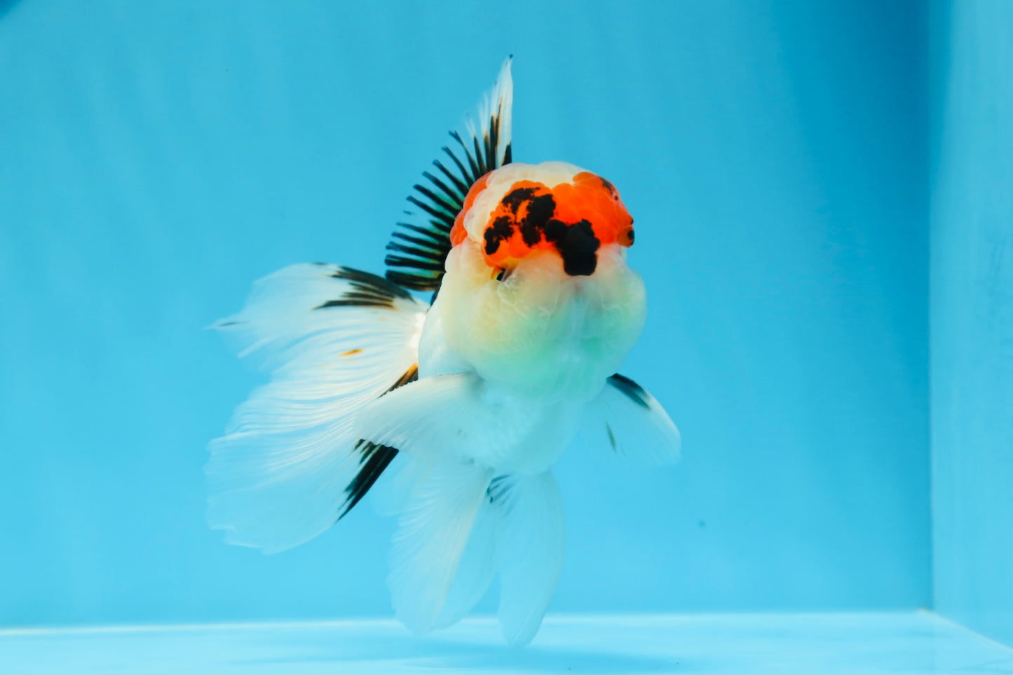 AAA Grade Tricolor Oranda Male 4.5 inches #0913OR_09