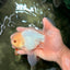 BEAUTY A Grade White Oranda Male 6 inches #070626OR_12