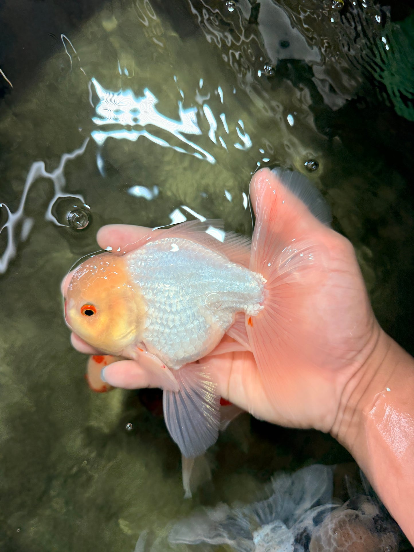 BEAUTY A Grade White Oranda Male 6 inches #070626OR_12