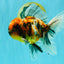 A Grade Calico Oranda Male 6.5-7 inches #082126OR_14