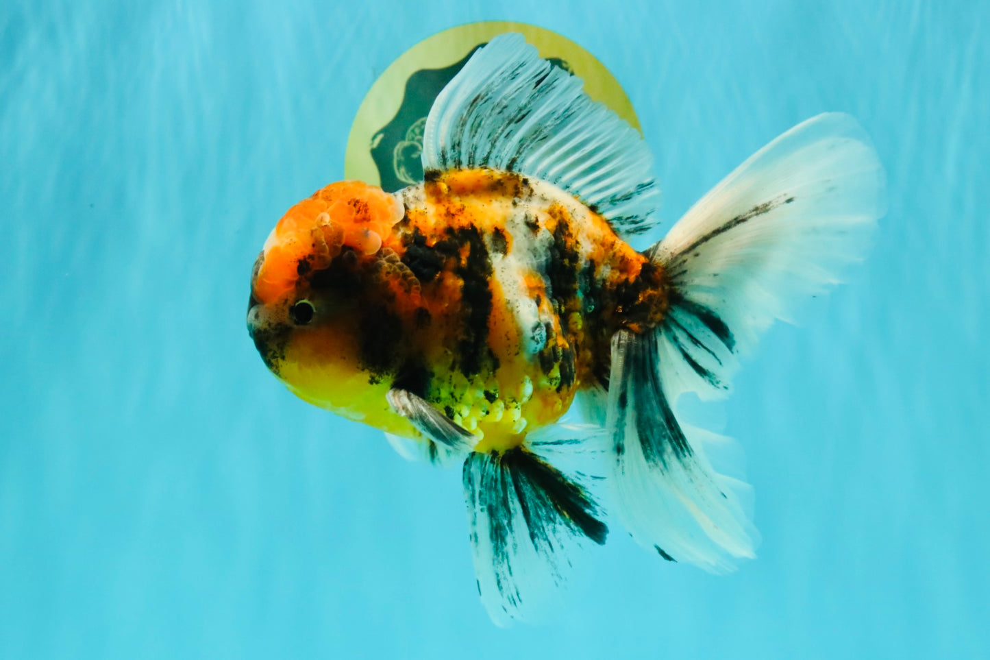 A Grade Calico Oranda Male 6.5-7 inches #082126OR_14
