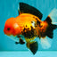 A Grade Apache Oranda Male 6 inches #080726OR_05