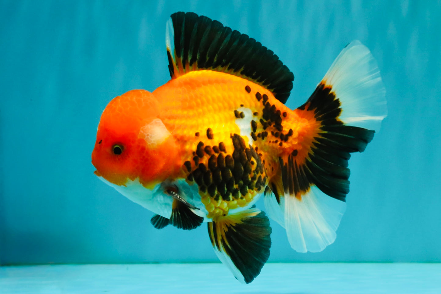 A Grade Apache Oranda Male 6 inches #080726OR_05