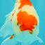 A Grade Red White Oranda Female 5.5 inches #061926OR_15