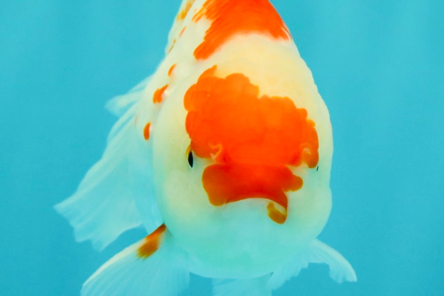 A Grade Red White Oranda Female 5.5 inches #061926OR_15