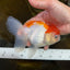 A Grade ADORABLE Red White Oranda Female 5.5 inches #072525OR_18