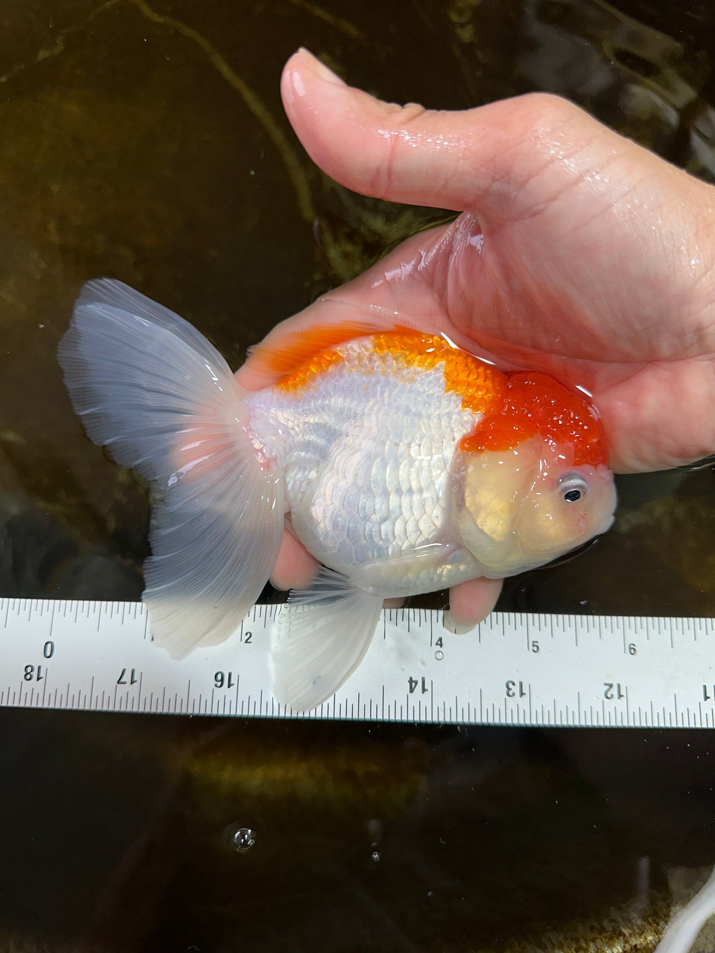 A Grade ADORABLE Red White Oranda Female 5.5 inches #072525OR_18