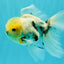 Marble Oranda Male 5.5-6 inches #072426OR_16