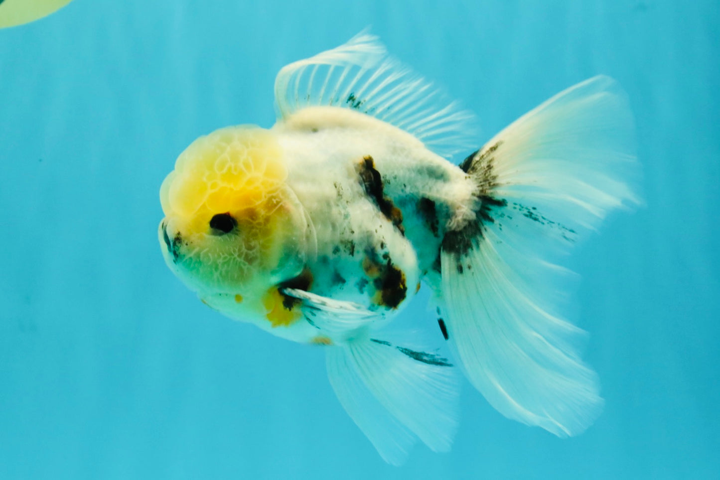 Marble Oranda Male 5.5-6 inches #072426OR_16