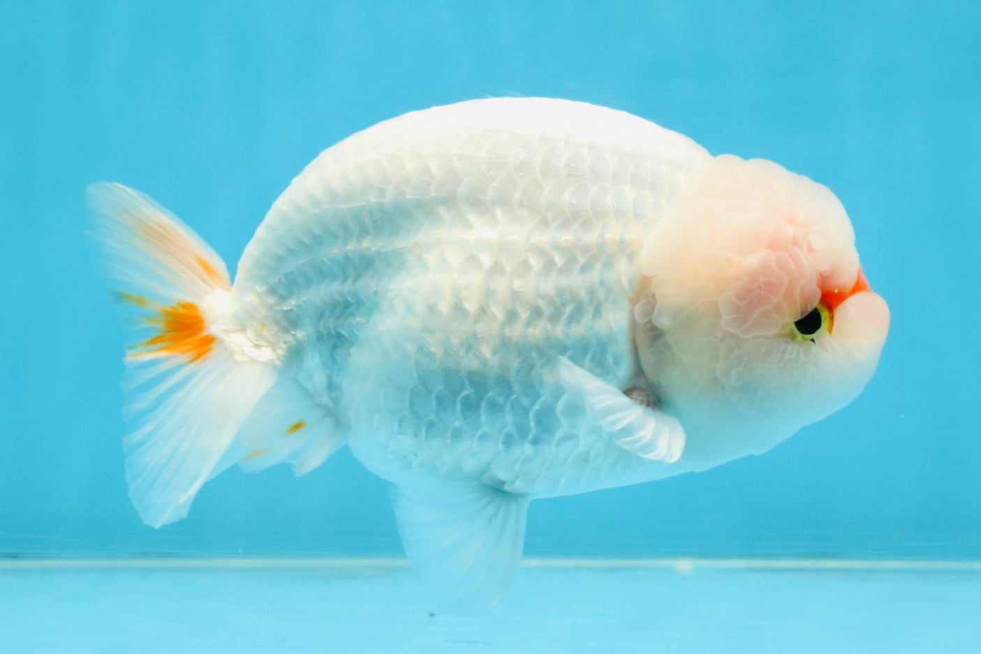 A Grade Red White LionKing 5-5.5 inches #112125LC_03