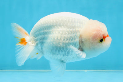 A Grade Red White LionKing 5-5.5 inches #112125LC_03