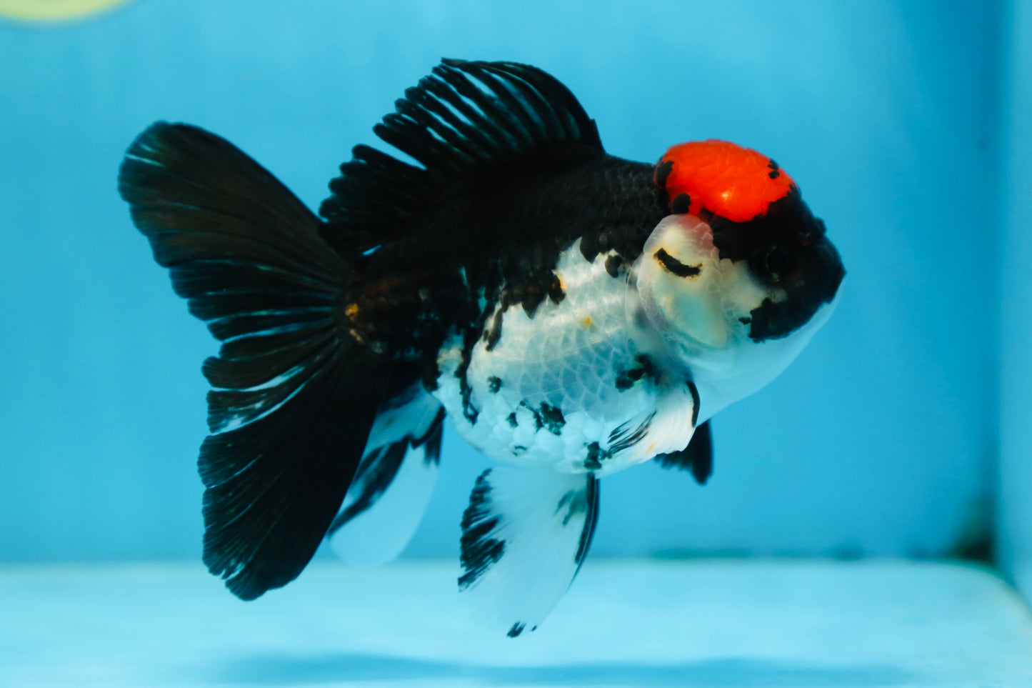 Tricolor Oranda Female 5 inches #091225OR_16