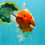 A Grade Sakura Oranda Male 6.5-7 inches #080726OR_15