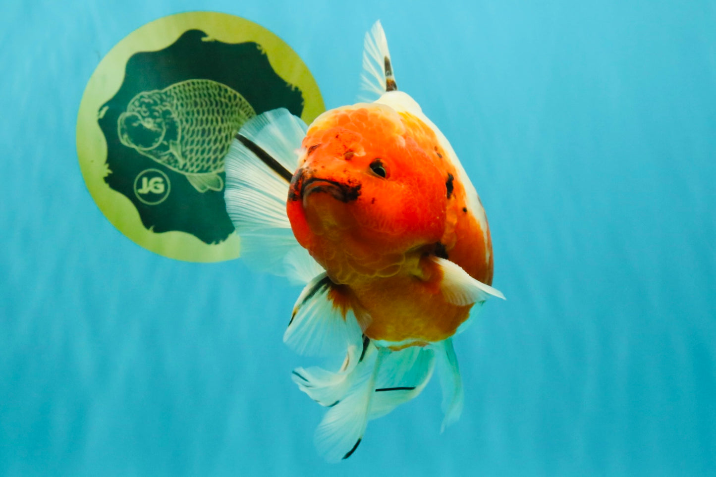 A Grade Sakura Oranda Male 6.5-7 inches #080726OR_15