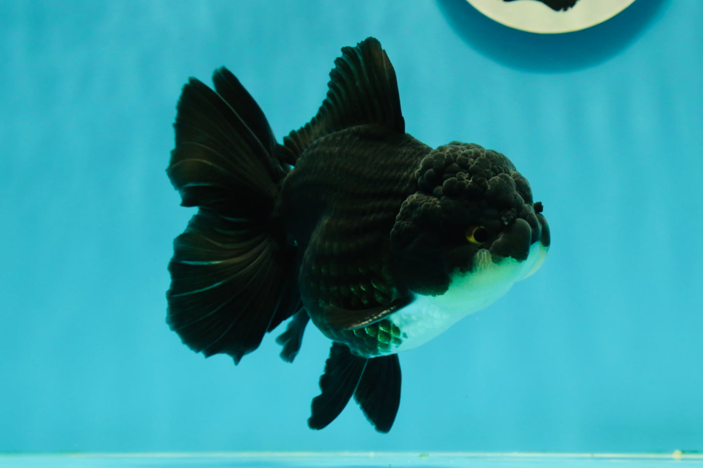 A Grade Impressive Black Oranda Male 5 inches #102524OR_10