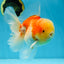 AAA Grade Godzilla Sakura Oranda Male 6 inches #053025OR_25