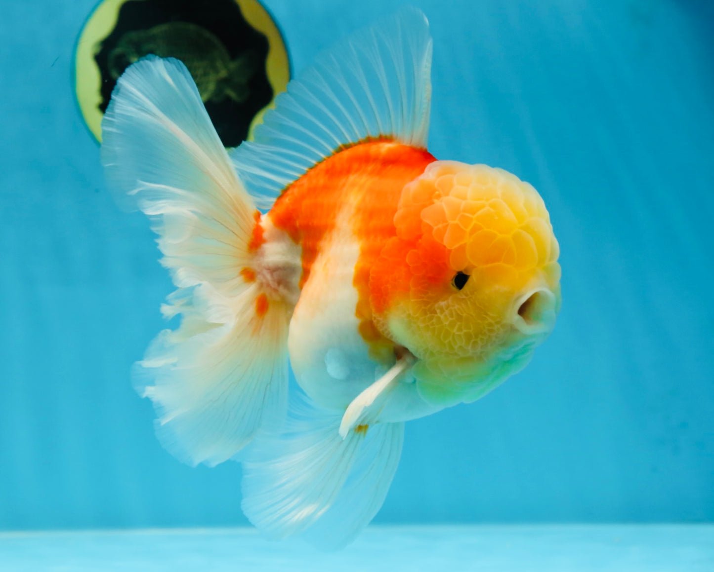 AAA Grade Godzilla Sakura Oranda Male 6 inches #053025OR_25