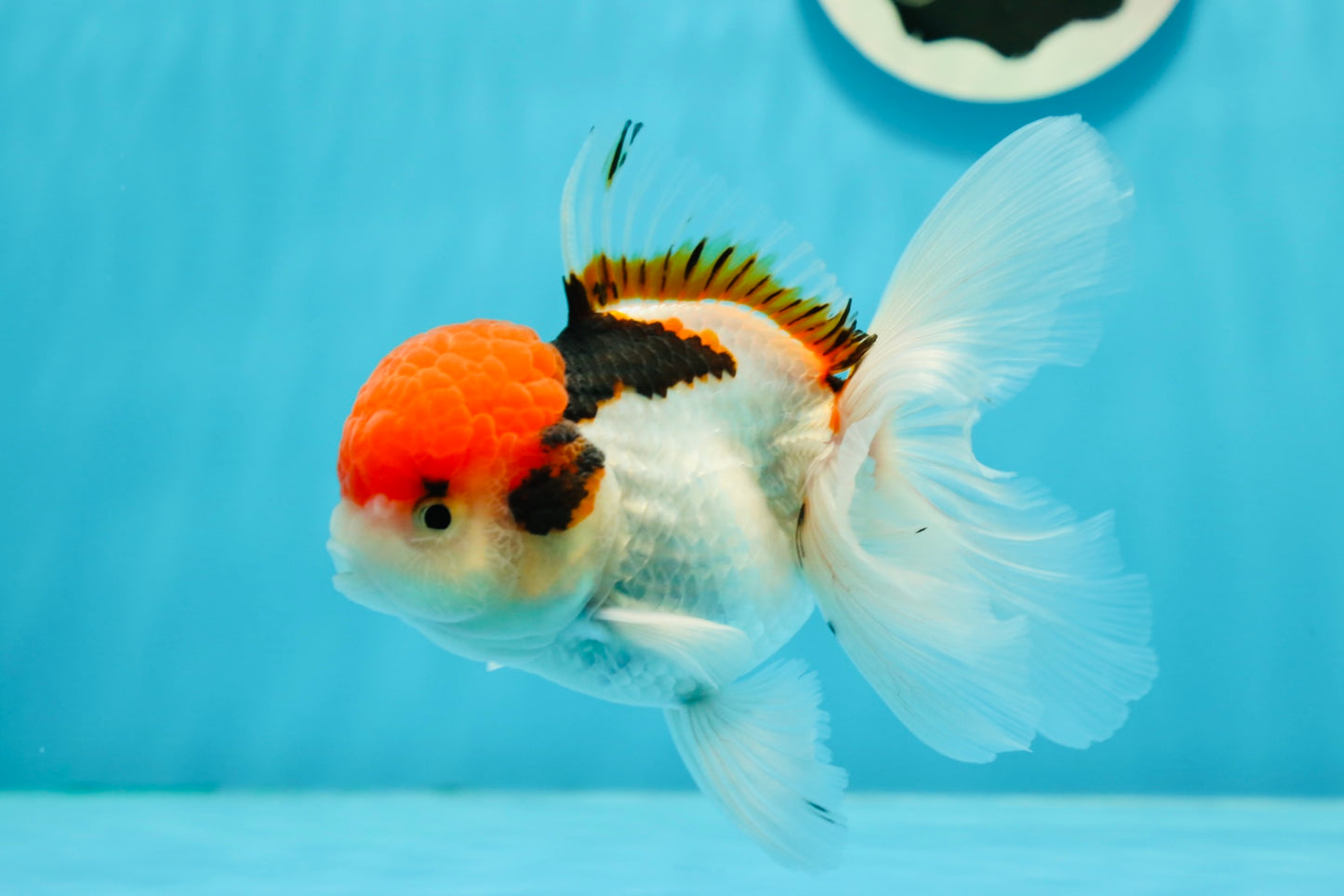 AAA Grade Red Head Tancho Tricolor Oranda Male 4.5 inches #121523OR_14