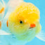 AAA Grade Lemonhead Oranda Male 5 inches #080125OR_20