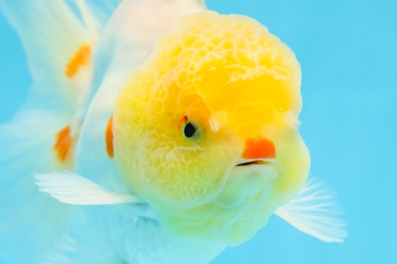 AAA Grade Lemonhead Oranda Male 5 inches #080125OR_20