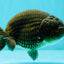 A Grade Bronze Black LionQueen 5 inches #070326LC_28