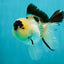 AAA Grade Panda Oranda Male 4.5 inches #112224OR_09