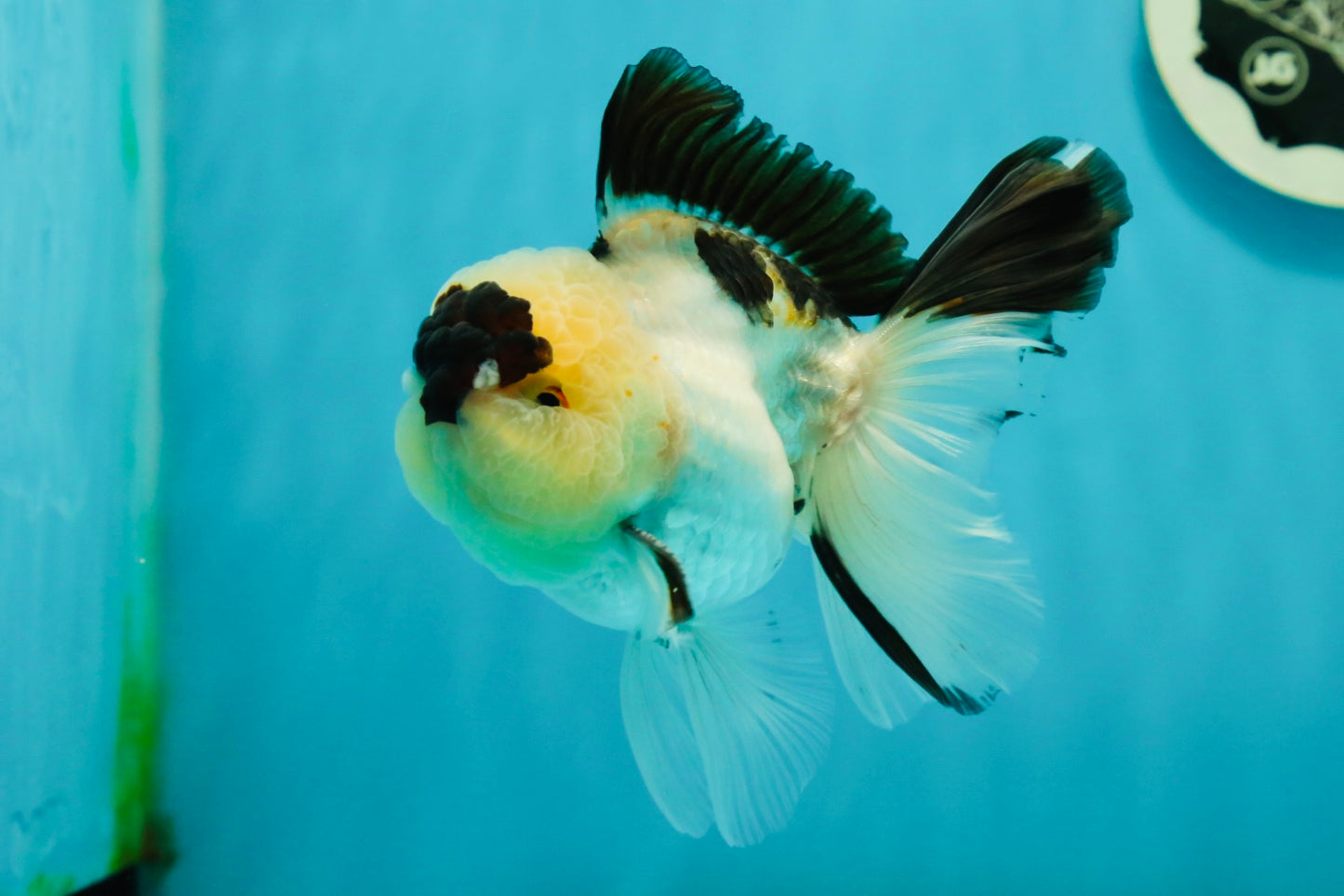 AAA Grade Panda Oranda Male 4.5 inches #112224OR_09