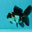 Panda Oranda Male 3.5 inches #1011OR_25