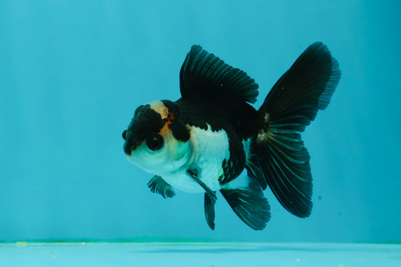 Panda Oranda Male 3.5 inches #1011OR_25