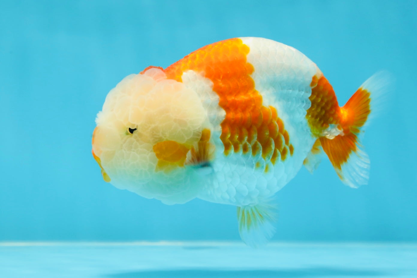 Special A Grade Chonky Kohaku LionQueen 4.5 inches #050225LC_16