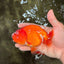 A Grade Red LionQueen 4.5-5 inches #070326LC_30