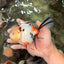 A Grade Sakura Oranda Male 6 inches #071726OR_22