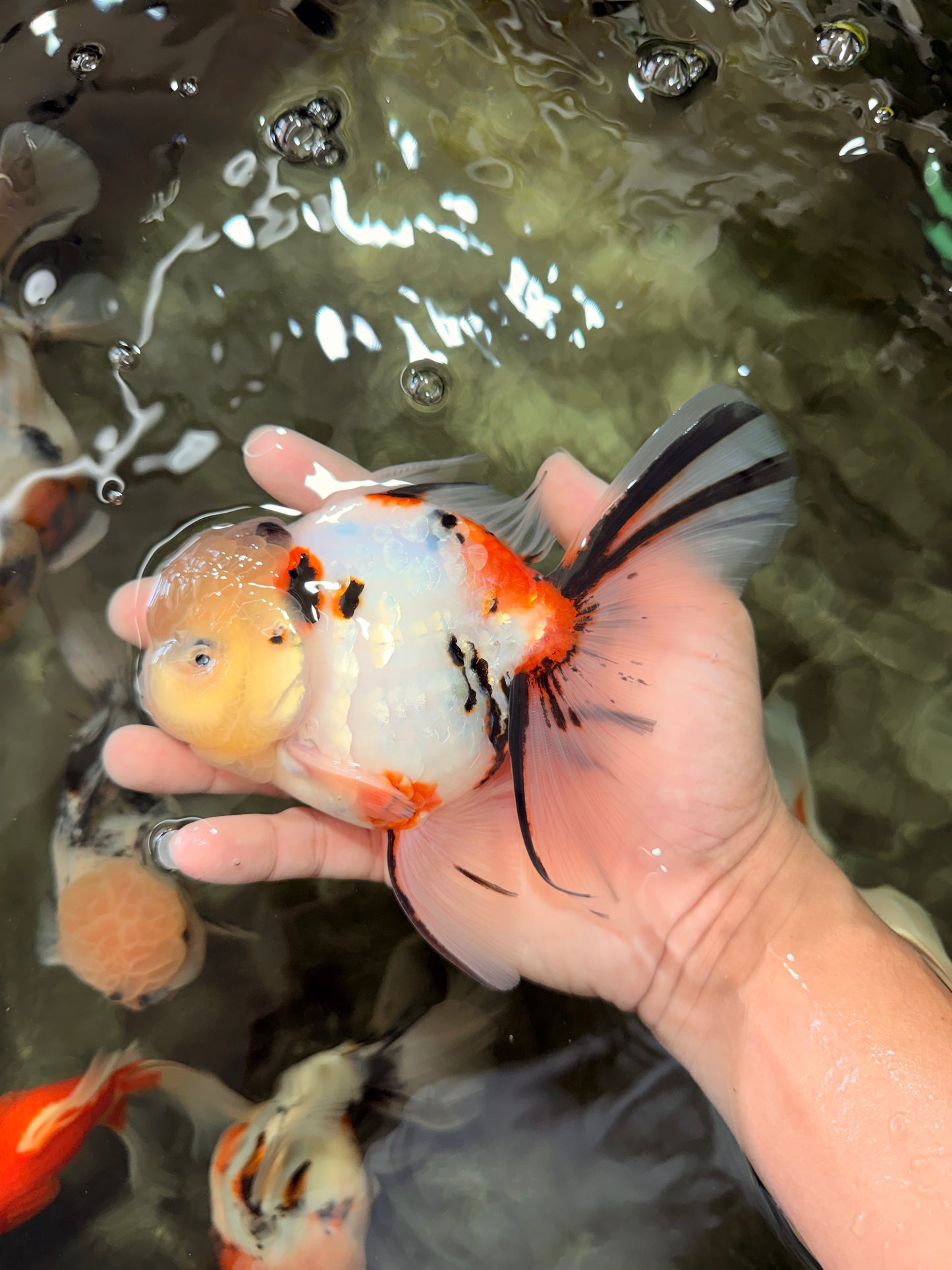 A Grade Sakura Oranda Male 6 inches #071726OR_22