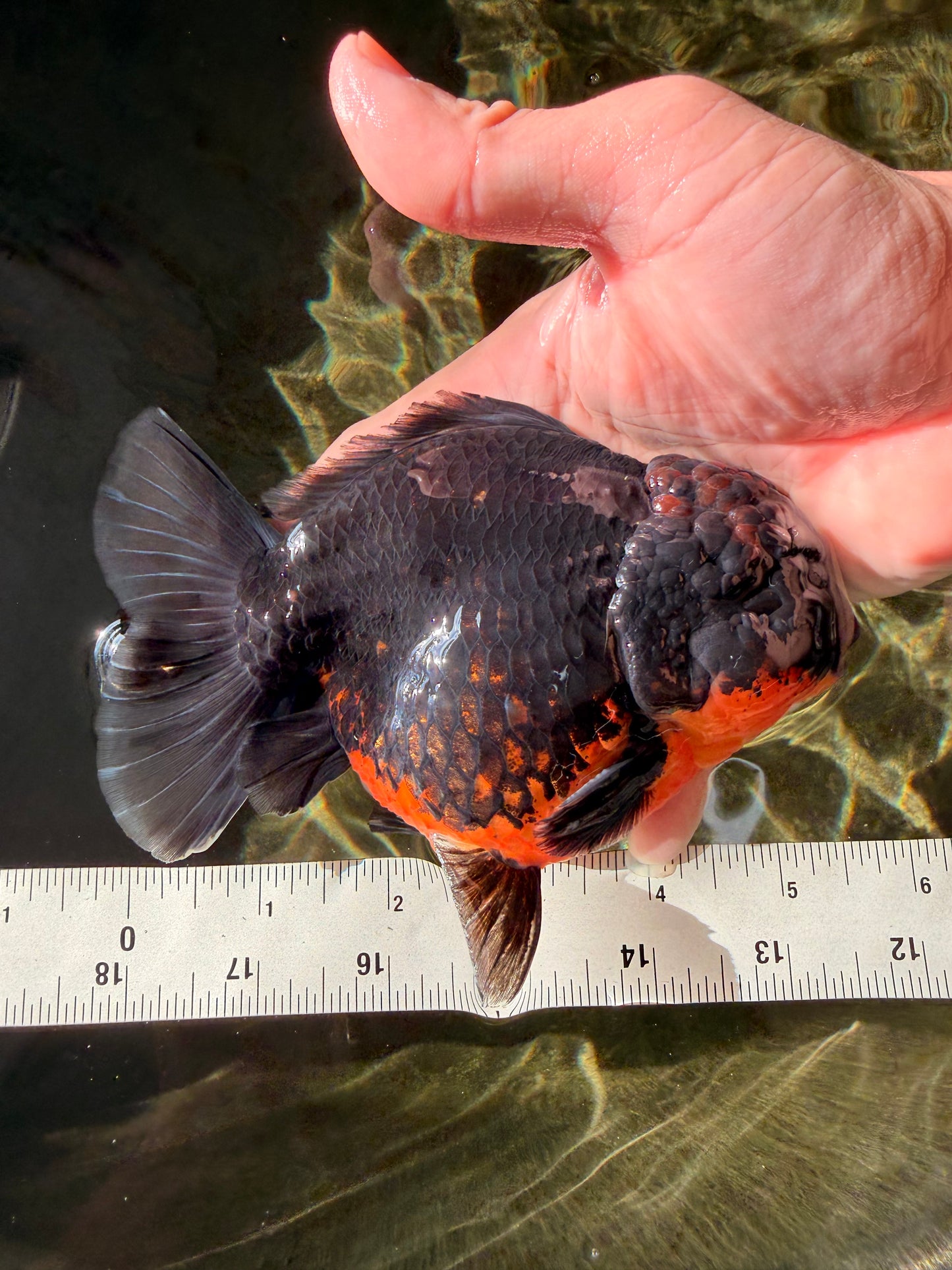 A Grade Dark Kirin Yuanbao Male 5 inches #032026YB_18