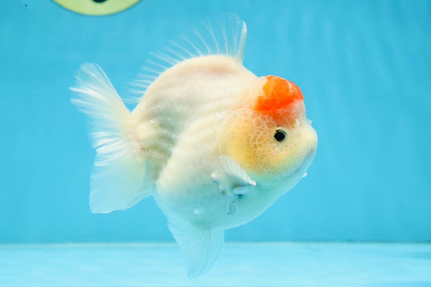 AAA Grade Tancho Sakura Yuanbao Male 4-4.5 inches #101025YB_31