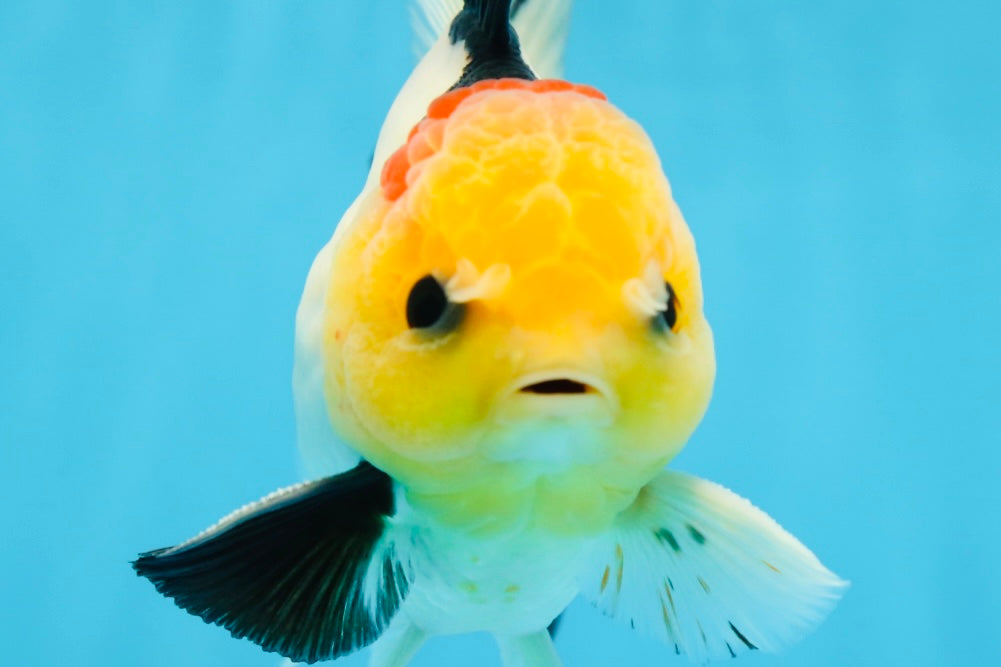 AAA Grade Special Tricolor Button Eyes Oranda Male 5 inches #080825OR_03