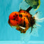 A Grade Tiger Oranda Male 7.5 inches #101626OR_19
