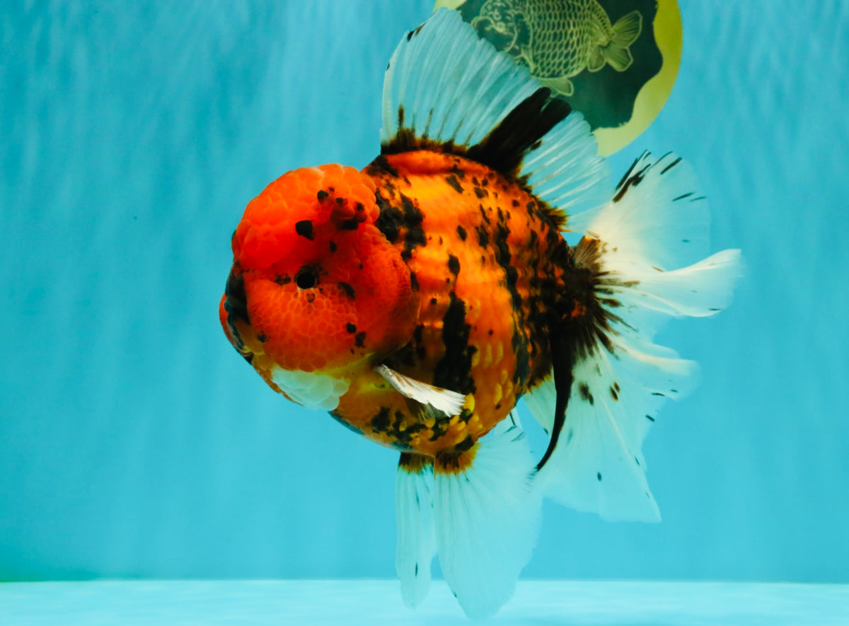 A Grade Tiger Oranda Male 7.5 inches #101626OR_19