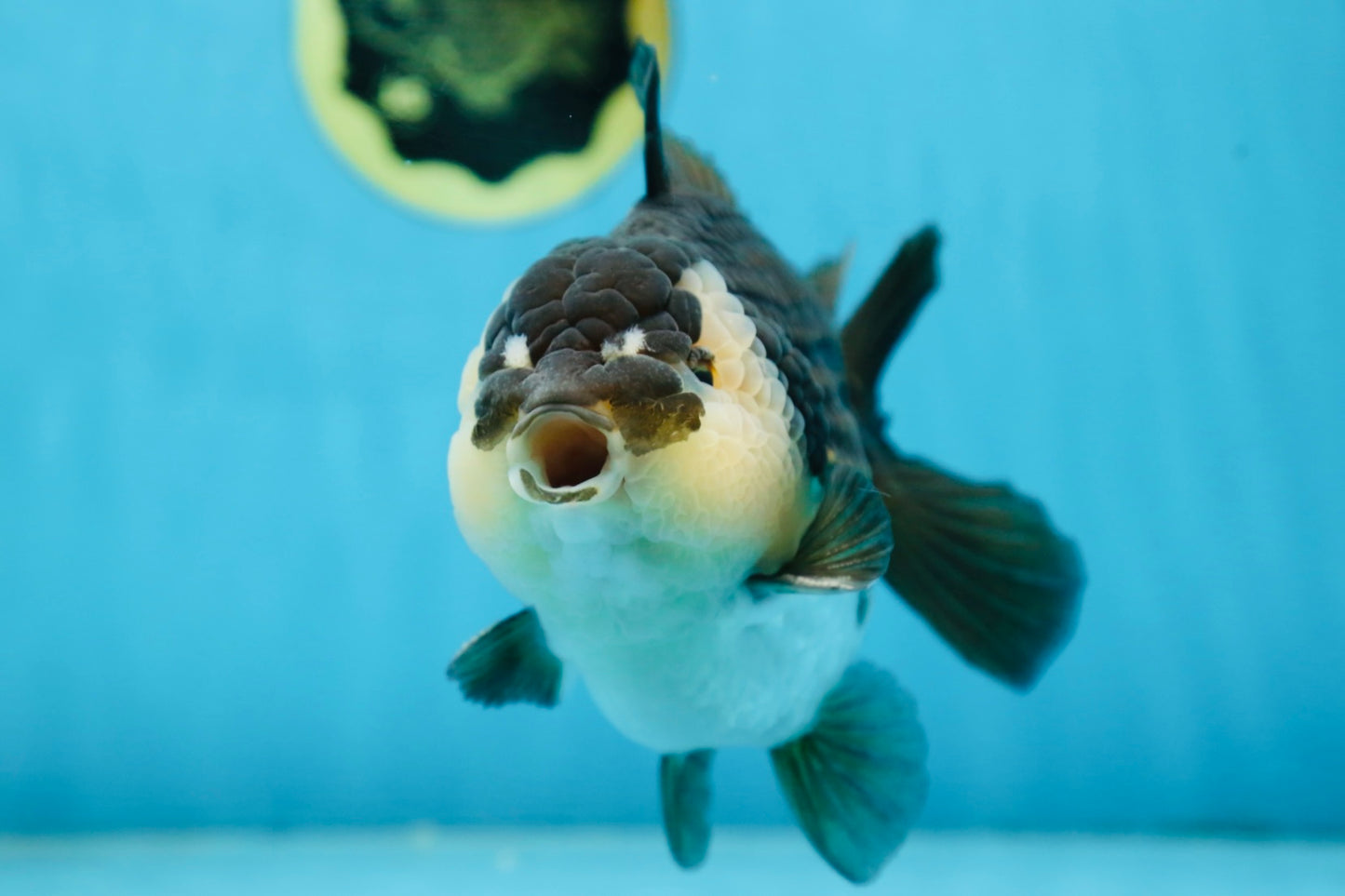 AAA Grade Panda Yuanbao Male 6 inches #091225YB_01