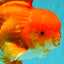 JUMBO AAA Grade Red White Oranda Male 8.5 inches #071726OR_01