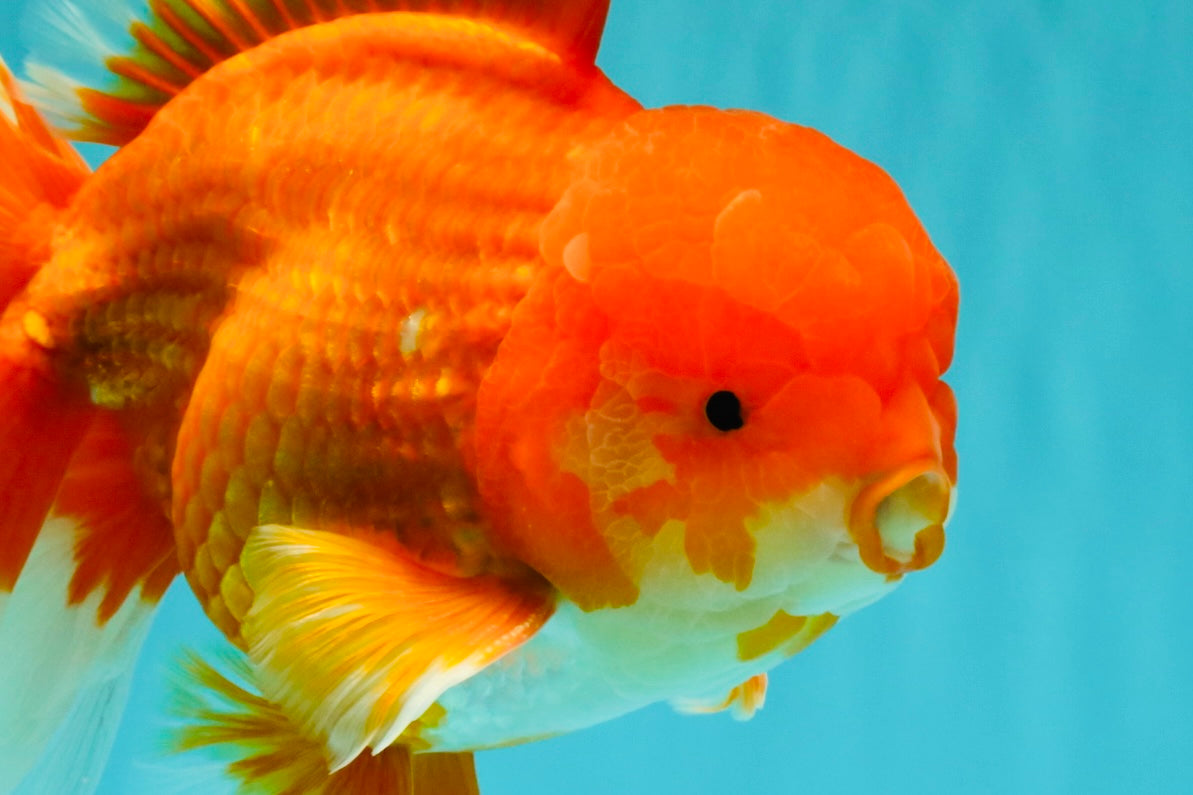 JUMBO AAA Grade Red White Oranda Male 8.5 inches #071726OR_01