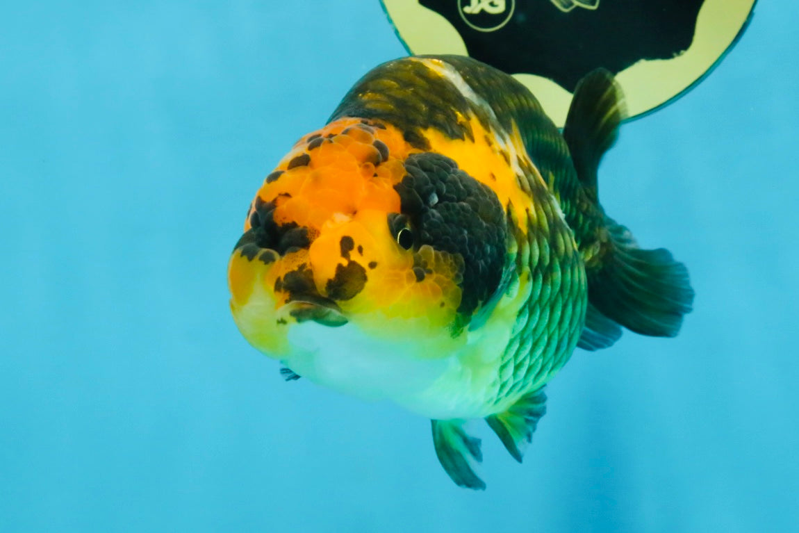 A Grade Chinese Apache Ranchu 4.5-5 inches #110725RC_12