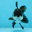 A Grade Panda Oranda Male 4.5 inches #050225OR_11