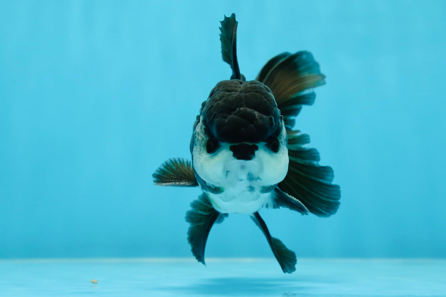 A Grade Panda Oranda Male 4.5 inches #050225OR_11