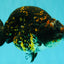Tiger Ranchu Female 6 inches #100926RC_32