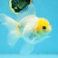 White Oranda Female 5.5 inches #111425OR_14