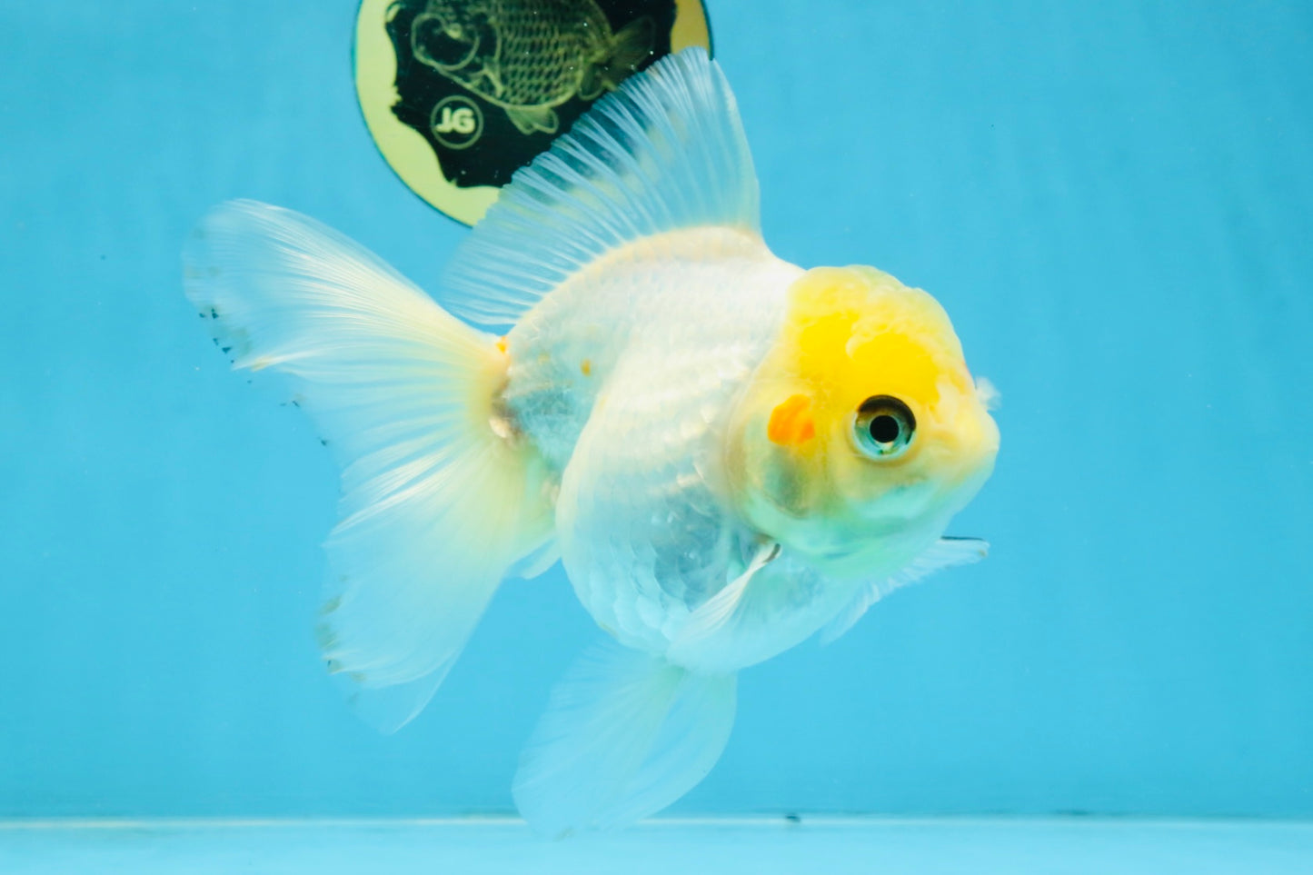 White Oranda Female 5.5 inches #111425OR_14