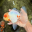 BEAUTY AAA Grade Sakura Oranda Male 6.5 inches #081426OR_03