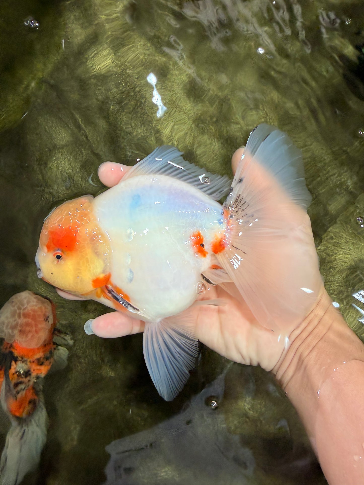 BEAUTY AAA Grade Sakura Oranda Male 6.5 inches #081426OR_03